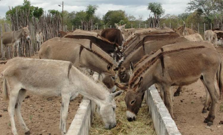 Há 60 anos, deputado tentou proibir abate de cavalos e mulas no