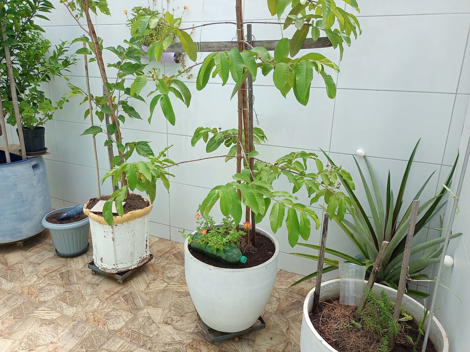 Cidadã planta maçãs em vasos que frutificam em Conceição do Jacuípe